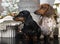 Dog black tan color and dachshund Dog Piebald dachshund