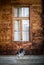 Dog - Black and White Border Collie - Waiting on the Stairs under Great Window