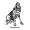 Dog of Bloodhound Chien de Saint-Hubert, St. Hubert Hound, hand drawn doodle sketch with inscription, isolated vector