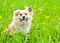 dog on blooming dandelion meadow