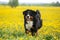 Dog on a blossoming yellow field