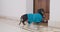 Dog in blue cozy robe stands in hall at door of room, eavesdropping on neighbors
