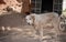 Dog with blue eyes on the chain, guards the house