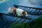 dog in the boat. Active wet Jack Russell Terrier in nature