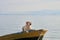 dog on the boat. Fawn Labrador in nature on the background of the lake. Traveling with a pet.