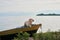 dog on the boat. Fawn Labrador in nature on the background of the lake. Traveling with a pet.