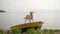 dog on the boat. Fawn Labrador in nature on the background of the lake. Traveling with a pet.