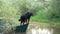 dog on the boat. Little pet adventure. Gordon setter in nature