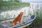 dog in the boat. Nova Scotia duck retriever in nature