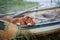 dog in the boat. Nova Scotia duck retriever in nature