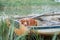 dog in the boat. Nova Scotia duck retriever in nature