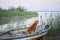 dog in the boat. Nova Scotia duck retriever in nature