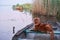 dog in the boat. Nova Scotia duck retriever in nature