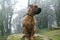 Dog Boerboel Breed sitting in a big rock in the middle of a Beautiful forest