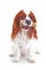 Dog with bone. Cute cavalier king charles spaniel dog on isolated white background. Dog snack photo.. Bone treat treats.