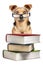Dog Books Spectacles Small Fawn Isolated