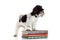 Dog with books on white background