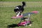 Dog Border Collie in agility balance beam.