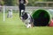 Dog Border collie in agility tunel.