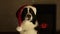 Dog border collie in red christmas hat new year. background fireplace , light, white