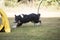 Dog, Border Collie, running in hooper training