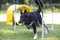 Dog, Border Collie, running through hoopers, agility