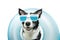 Dog border collie summer going on vacation inside of blue inflatable float pool and wearing sunglasses. Happy expression. Isolated