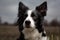 Dog border collie white black head portrait on nature