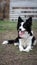 Dog border collie white black lies on the ground on the grass with his tongue hanging out