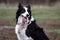 Dog border collie white black sits on the ground on the grass with his tongue hanging out