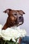 Dog with a bouquet of white roses. American Staffordshire Terrier with flowers. Dog model. Postcard, photo, romance