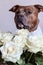 Dog with a bouquet of white roses. American Staffordshire Terrier with flowers. Dog model. Postcard, photo, romance