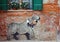 A dog in a bow tie - old graffiti on the wall of a brick house in Castello district