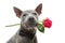 Dog in bowtie holding rose in mouth