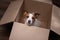 Dog in a box. moving. Pet at home. Funny jack russell terrier. Mail, package, gift