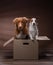 Dog in a box, moving. Pet at home. Funny jack russell terrier and Nova Scotia Duck Tolling Retriever