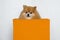 Dog in box on white background. adult sad handsome pomeranian spitz sits in orange carrying.