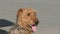 Dog breed Airedale terrier