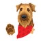 Dog breed Airedale terrier. Dogs head with red bandana. Vector.