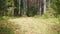 A dog breed Airedale Terrier runs along the path in the coniferous and birch forest.