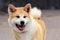 Dog breed Akita Inu