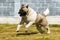 Dog breed Akita inu, quickly galloping runs