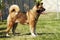 Dog breed Akita inu stands sideways to show the position