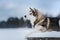 Dog breed Alaskan Malamute walking in winter