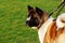 Dog breed American Akita