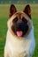 Dog breed American Akita