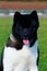 Dog breed American Akita