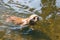 Dog of breed American Cocker Spaniel swimming in water