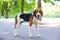 The dog breed American Foxhound