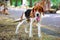 The dog breed American Foxhound